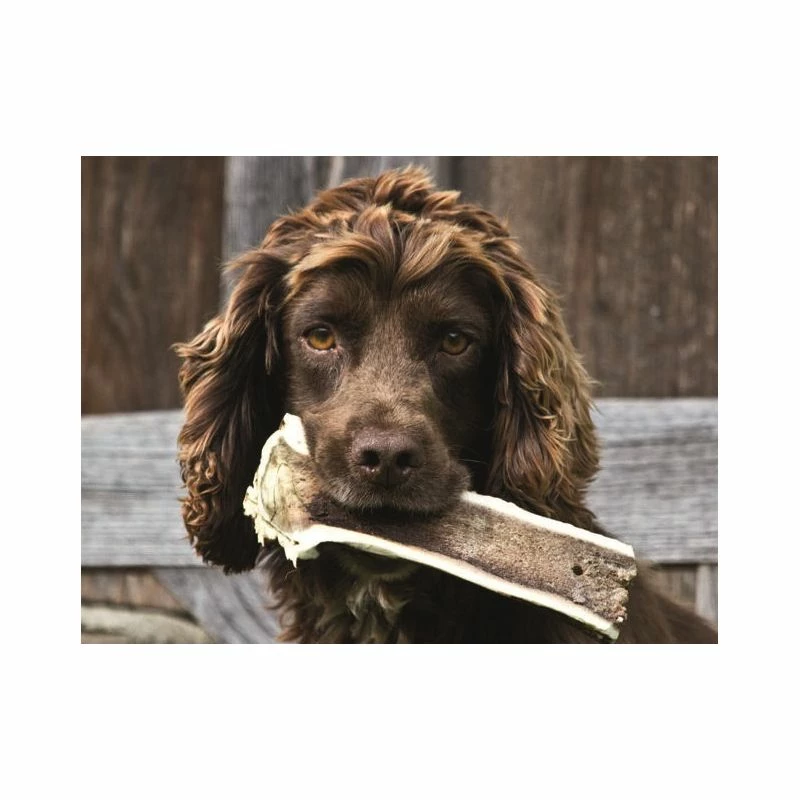 Gusto Pet Food Corno Di Cervo Intero XL - 200/299gr Snack Cane 2 Gusto Pet Food Corno Di Cervo Intero XL - 200/299gr Snack Cane - immagine 2