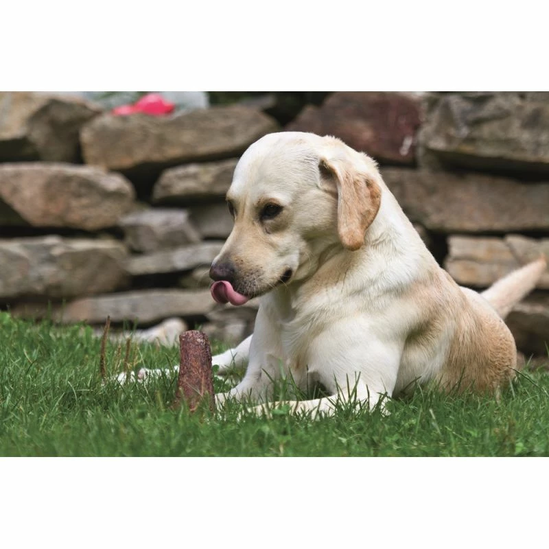 Gusto Pet Food Corno Di Cervo Intero XL - 200/299gr Snack Cane 3 Gusto Pet Food Corno Di Cervo Intero XL - 200/299gr Snack Cane - immagine 3