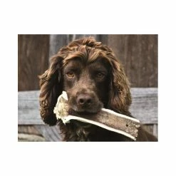 Gusto Pet Food Corno Di Cervo Intero XXL - 300/400gr Snack Cane -Vendite Alimenti per cani corno di cervo intero xxl 300 400gr snack cane 2